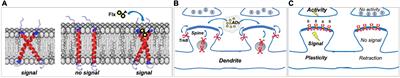 BDNF receptor TrkB as the mediator of the antidepressant drug action